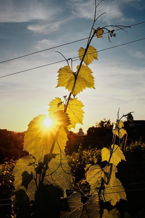 Loisium Wine & Spa Hotel Suedsteiermark Ehrenhausen Exteriér fotografie